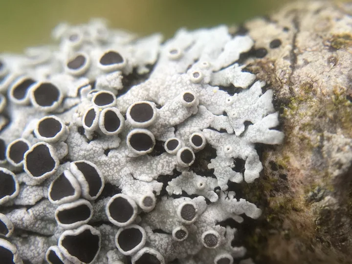 Foto yang diasosiasikan dengan Physcia aipolia pada iNaturalist