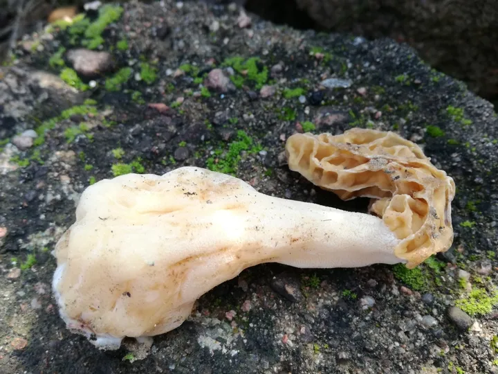 Foto yang diasosiasikan dengan Morchella galilaea pada iNaturalist