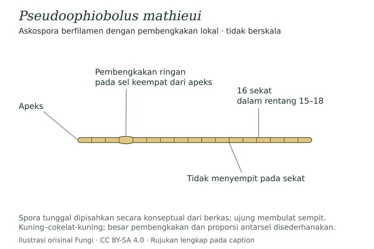 Askospora berfilamen Pseudoophiobolus mathieui dengan 16 sekat dan pembengkakan sel keempat dari apeks; skema tidak berskala