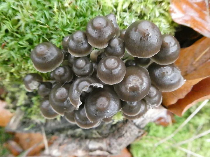 Foto yang diasosiasikan dengan Mycena tintinnabulum pada iNaturalist
