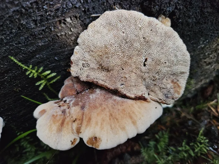 Foto yang diasosiasikan dengan Amylocystis lapponica pada iNaturalist