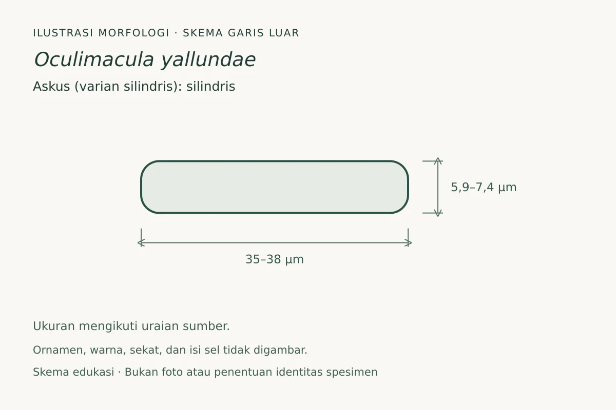 Skema garis luar askus (varian silindris) Oculimacula yallundae: silindris, ukuran 35–38 × 5,9–7,4 µm