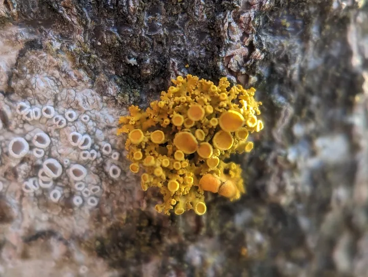 Foto yang diasosiasikan dengan Polycauliona polycarpa pada iNaturalist