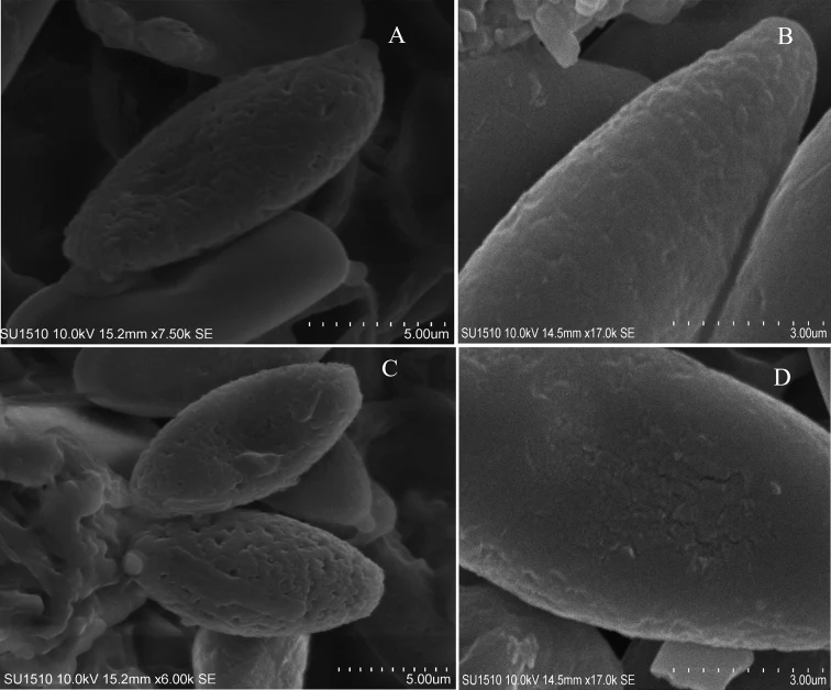 Pelat basidiospora pada SEM dengan Hemiaustroboletus vinaceobrunneus pada panel B, D dan spesies pembanding