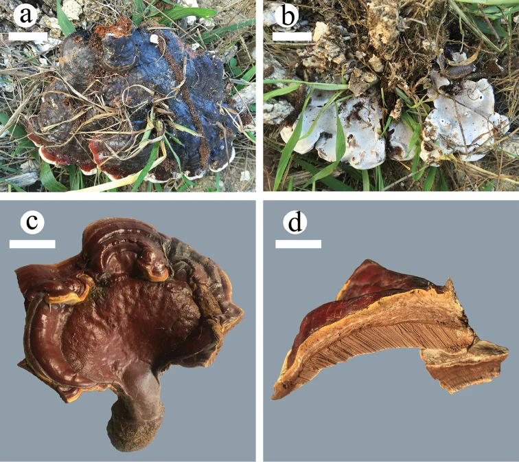 Pelat tubuh buah dengan Ganoderma casuarinicola pada panel c–d dan spesies pembanding