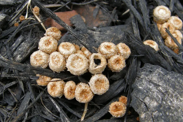 Foto yang diasosiasikan dengan Cyathus stercoreus pada iNaturalist