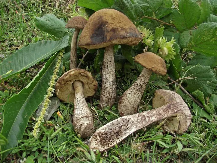 Foto yang diasosiasikan dengan Leccinellum pseudoscabrum pada iNaturalist