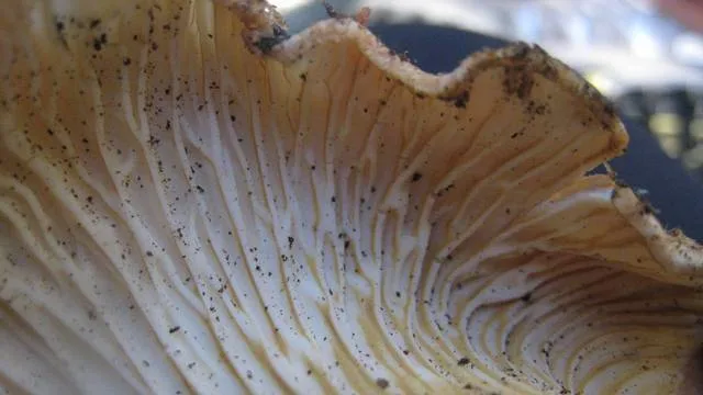 Foto yang diasosiasikan dengan Turbinellus floccosus pada iNaturalist