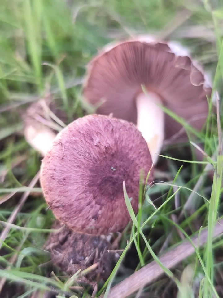 Foto yang diasosiasikan dengan Agaricus dulcidulus pada iNaturalist