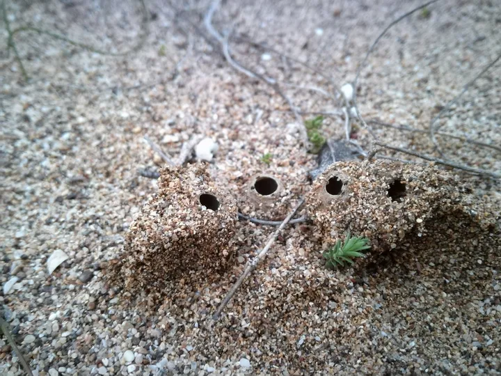 Foto yang diasosiasikan dengan Geopora arenicola pada iNaturalist