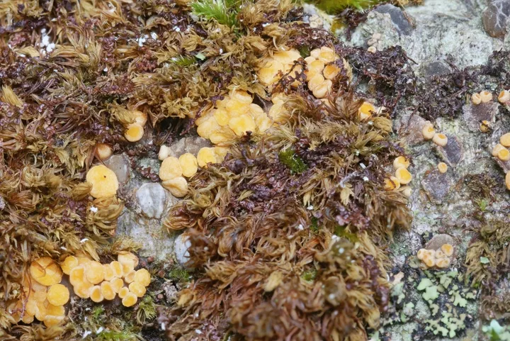 Foto yang diasosiasikan dengan Pezicula carpinea pada iNaturalist