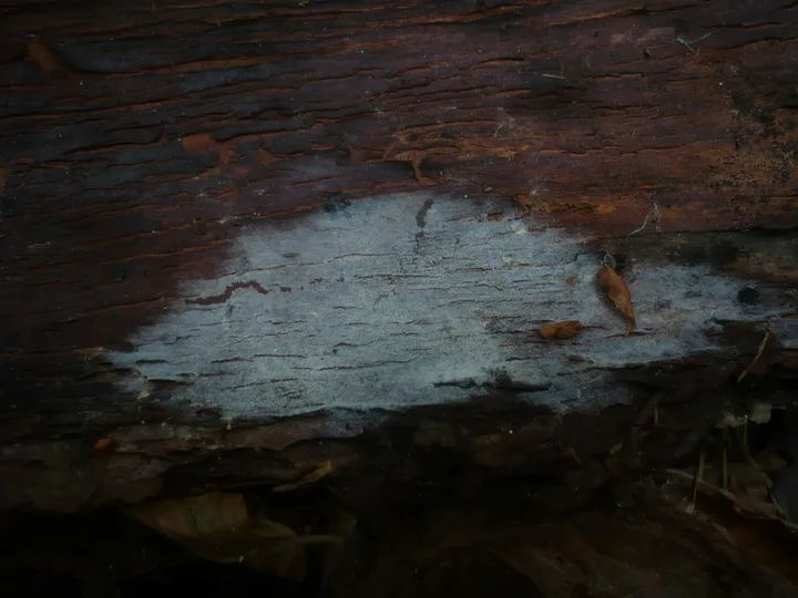 Foto yang diasosiasikan dengan Botryobasidium conspersum pada iNaturalist