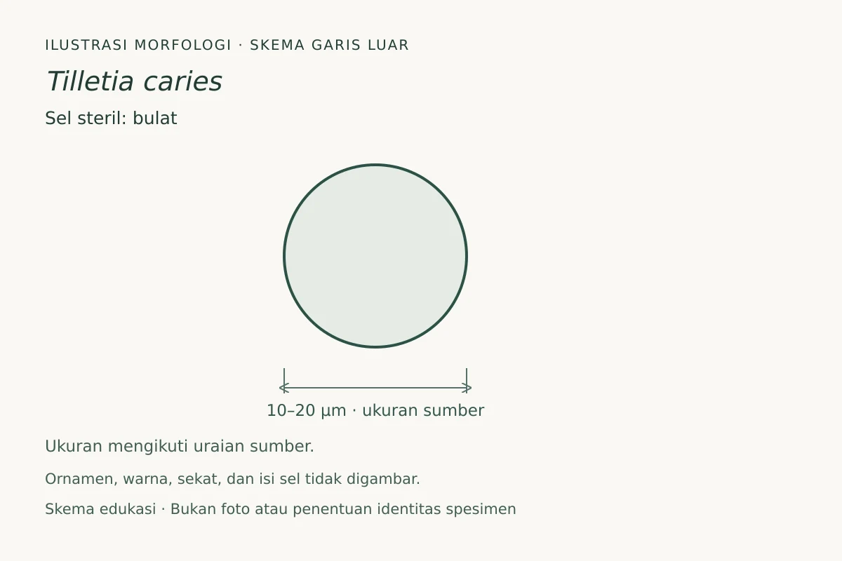 Skema garis luar sel steril Tilletia caries: bulat, ukuran 10–20 µm