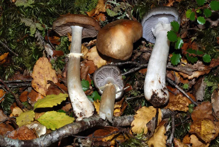 Foto yang diasosiasikan dengan Cortinarius meleagris pada iNaturalist