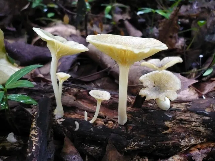 Foto yang diasosiasikan dengan Gerronema strombodes pada iNaturalist