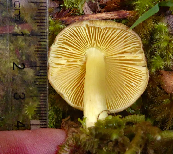 Foto yang diasosiasikan dengan Porpoloma amyloideum pada iNaturalist