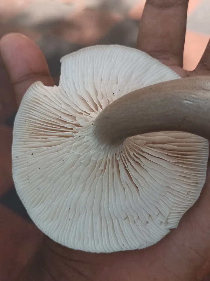 Foto yang diasosiasikan dengan Cantharocybe virosa pada iNaturalist