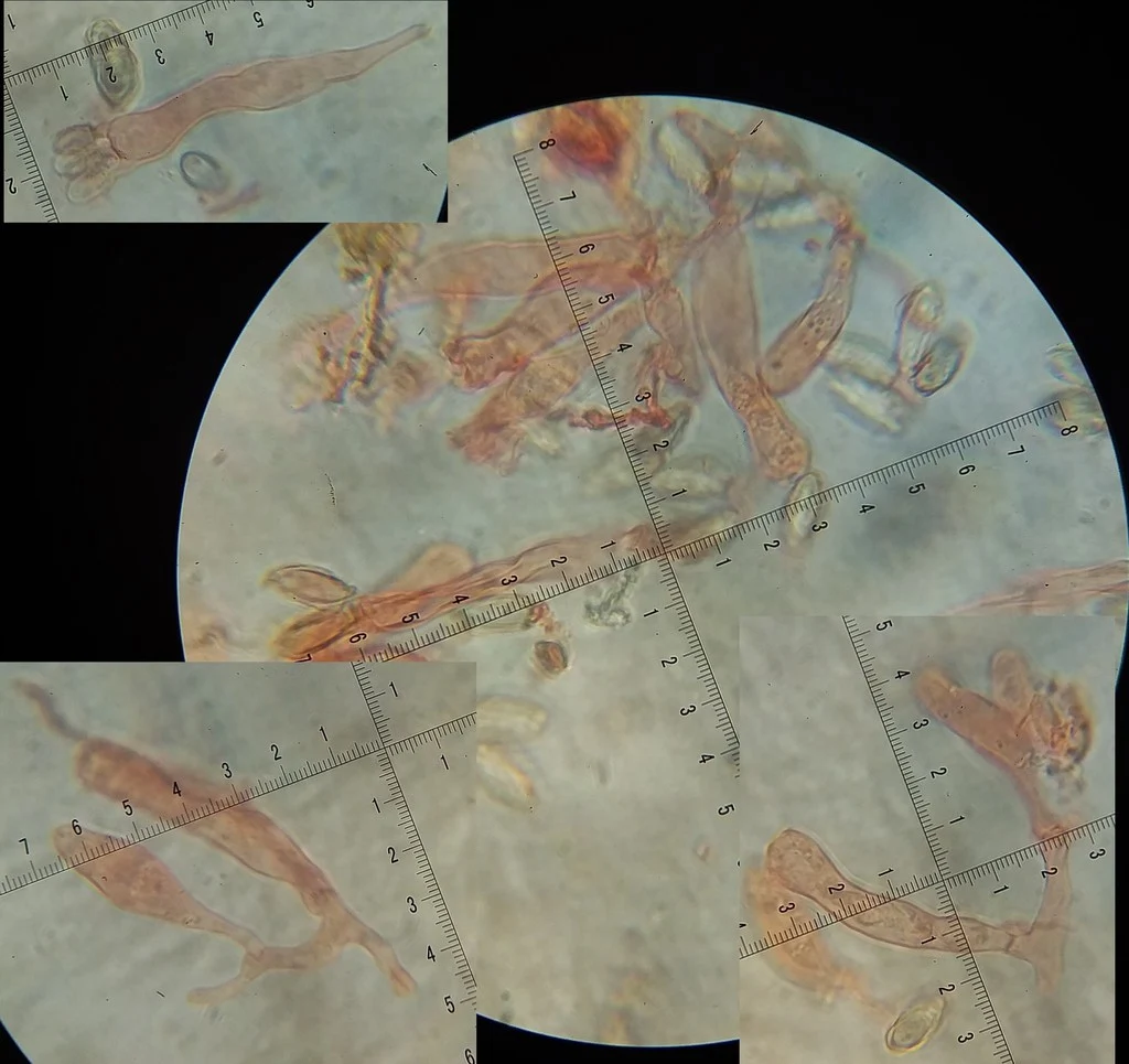 Mikrograf struktur yang diasosiasikan dengan Hysterangium neotunicatum pada iNaturalist