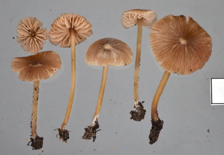 Foto yang diasosiasikan dengan Entoloma aromaticum pada iNaturalist