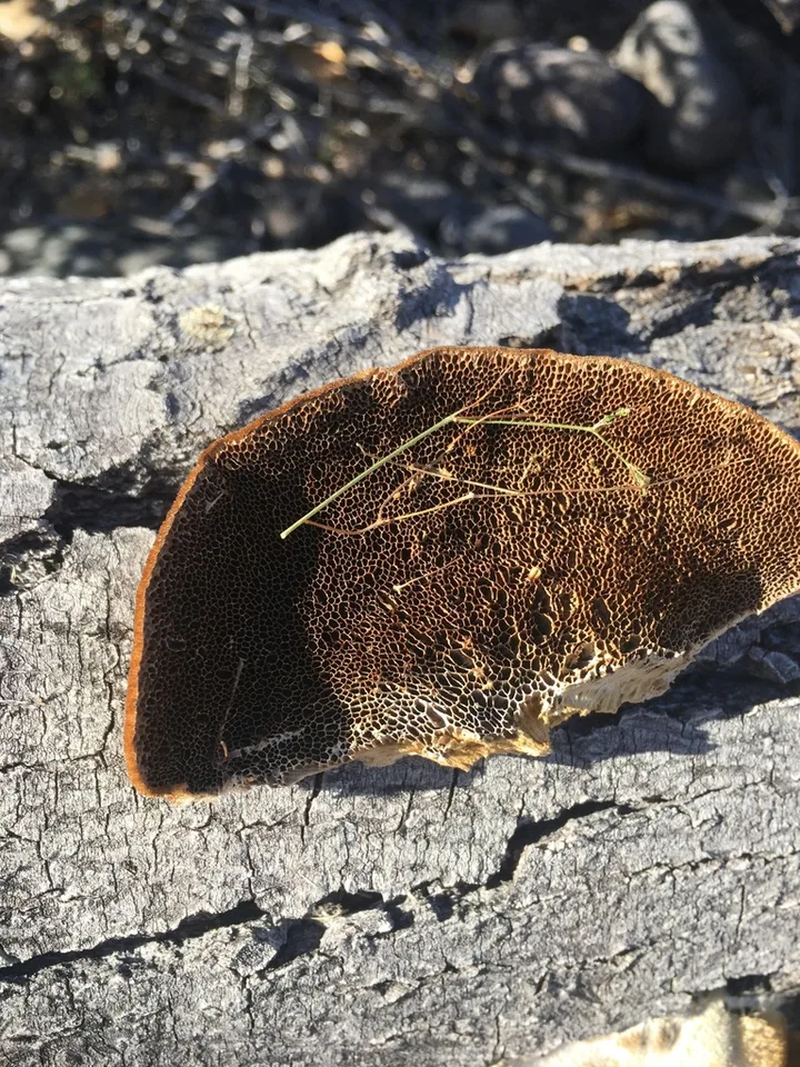 Foto yang diasosiasikan dengan Trametes trogii pada iNaturalist