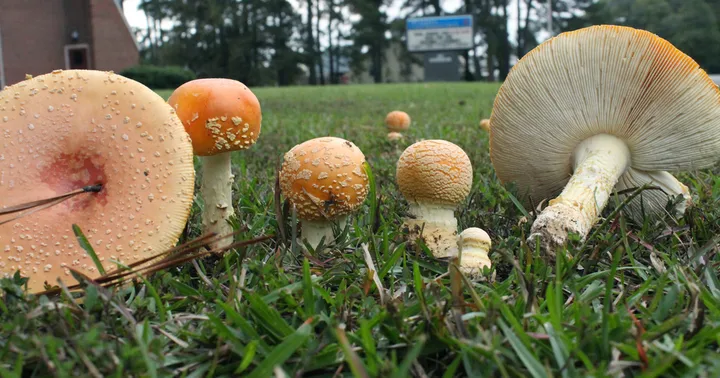 Foto yang diasosiasikan dengan Amanita persicina pada iNaturalist