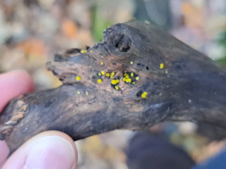 Foto yang diasosiasikan dengan Calycina claroflava pada iNaturalist