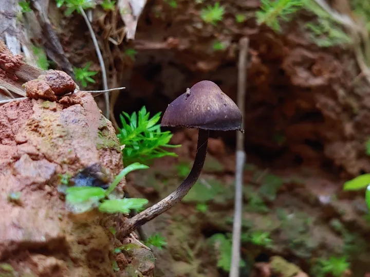 Foto yang diasosiasikan dengan Psilocybe guilartensis pada iNaturalist