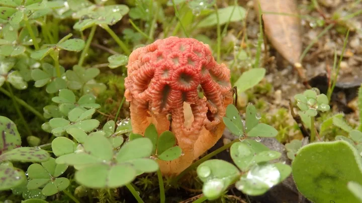 Foto yang diasosiasikan dengan Colus hirudinosus pada iNaturalist