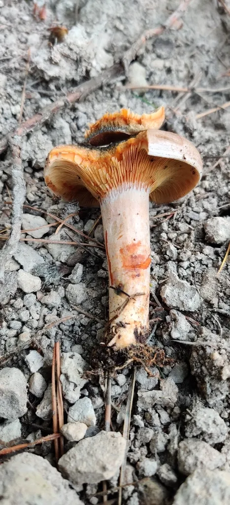 Foto yang diasosiasikan dengan Lactarius semisanguifluus pada iNaturalist