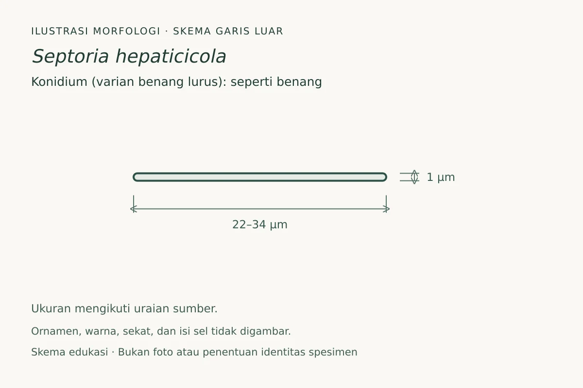 Skema garis luar konidium (varian benang lurus) Septoria hepaticicola: seperti benang, ukuran 22–34 × 1 µm
