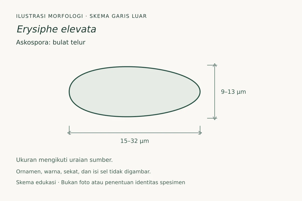 Skema garis luar askospora Erysiphe elevata: bulat telur, ukuran 15–32 × 9–13 µm