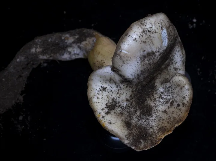 Foto yang diasosiasikan dengan Entoloma ferruginans pada iNaturalist