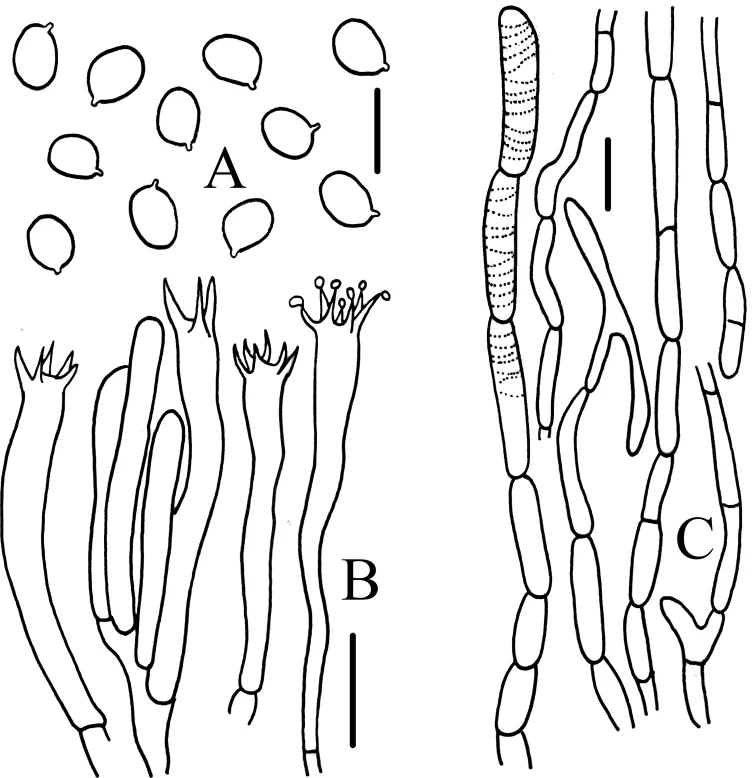 Ilustrasi spora, basidia dan pileipellis Craterellus striatus