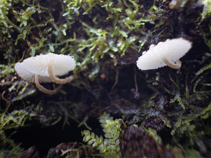 Foto yang diasosiasikan dengan Rhodocollybia delicata pada iNaturalist