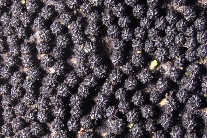 Foto yang diasosiasikan dengan Anthostoma decipiens pada iNaturalist