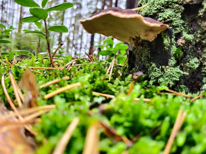 Foto yang diasosiasikan dengan Ischnoderma benzoinum pada iNaturalist