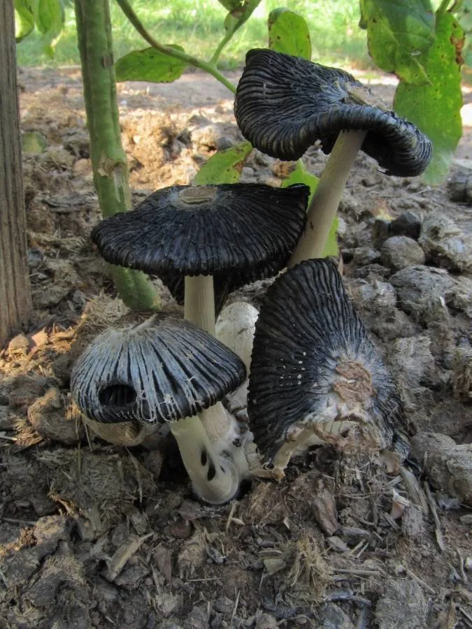 Foto yang diasosiasikan dengan Coprinus sterquilinus pada iNaturalist