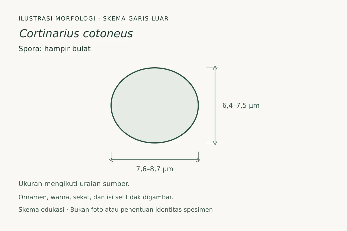 Skema garis luar spora Cortinarius cotoneus: hampir bulat, ukuran 7,6–8,7 × 6,4–7,5 µm