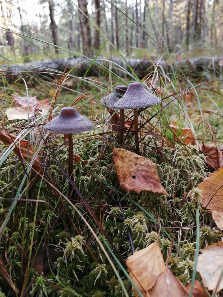 Foto yang diasosiasikan dengan Mycena megaspora pada iNaturalist