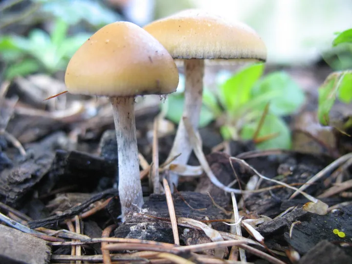 Foto yang diasosiasikan dengan Psilocybe allenii pada iNaturalist