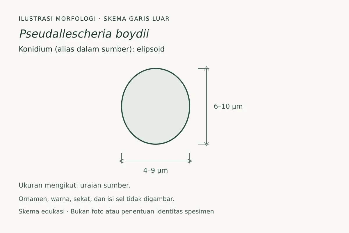 Skema garis luar konidium (alias dalam sumber) Pseudallescheria boydii: elipsoid, ukuran 4–9 × 6–10 µm