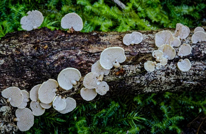 Foto yang diasosiasikan dengan Panellus pusillus pada iNaturalist