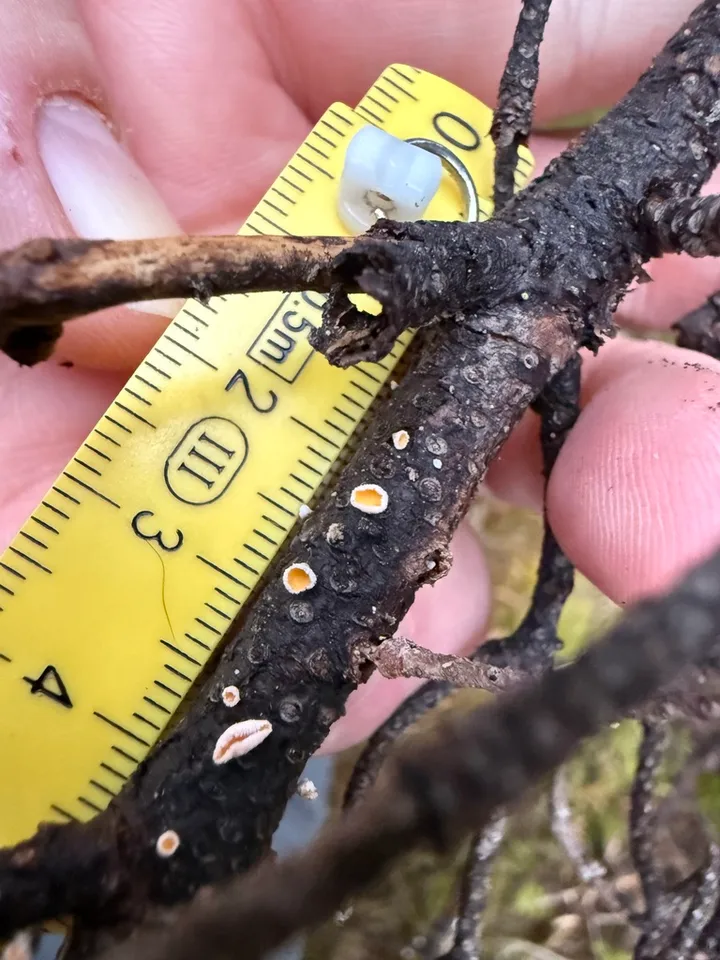 Foto yang diasosiasikan dengan Capitotricha bicolor pada iNaturalist