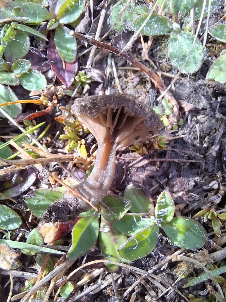 Foto yang diasosiasikan dengan Camarophyllopsis furfuracea pada iNaturalist