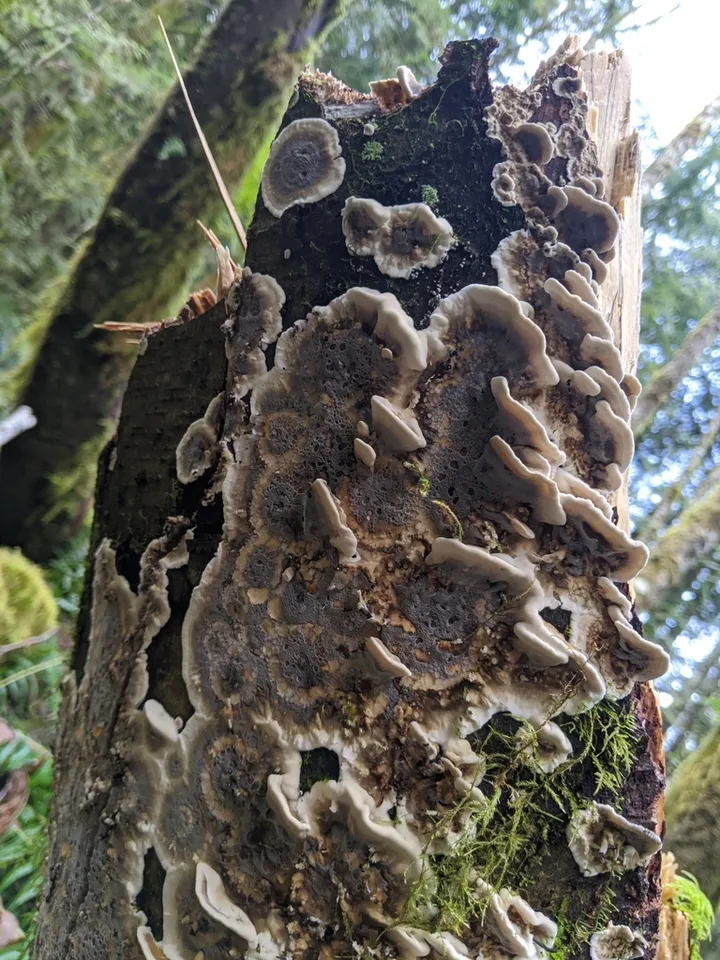 Foto yang diasosiasikan dengan Bjerkandera adusta pada iNaturalist