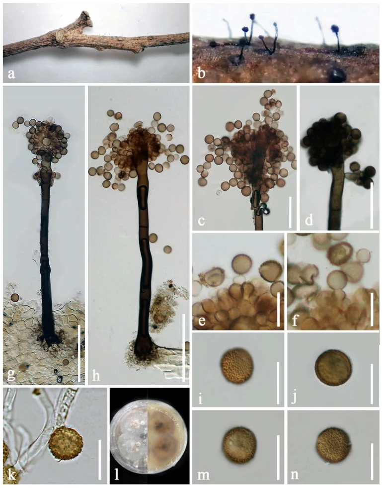 Pelat ilmiah Periconia byssoides menurut sumber