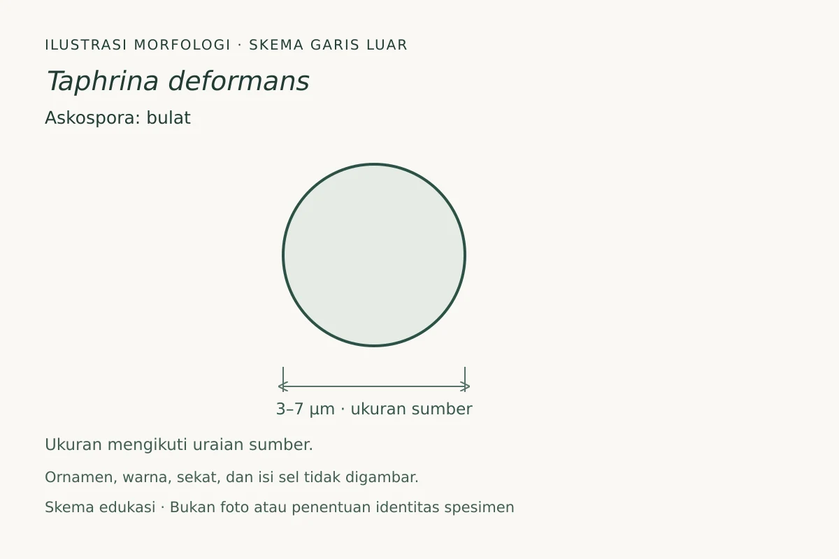 Skema garis luar askospora Taphrina deformans: bulat, ukuran 3–7 µm