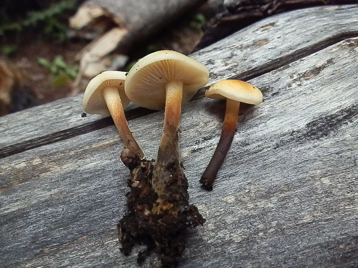 Foto yang diasosiasikan dengan Flammulina populicola pada iNaturalist