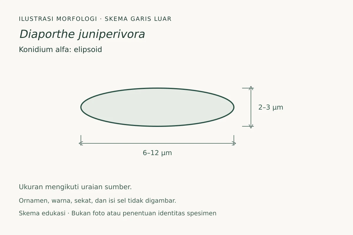 Skema garis luar konidium alfa Diaporthe juniperivora: elipsoid, ukuran 6–12 × 2–3 µm