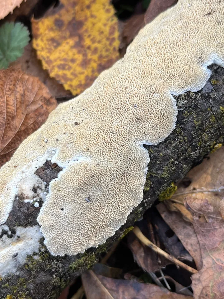 Foto yang diasosiasikan dengan Irpex lacteus pada iNaturalist